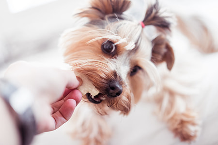 Little Yorkshire Terrier Wants Her Treats thumbnail