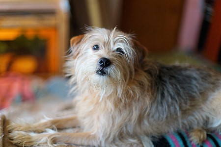close-up photography of medium-coated tan and black dog prone lying thumbnail