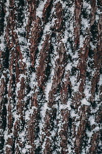 tree log covered with snow thumbnail