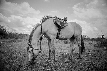 grayscale photograph of horse thumbnail