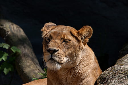 lioness forest thumbnail
