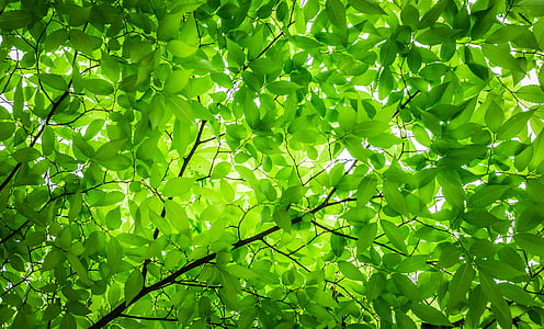 green leaves tree under white sky thumbnail