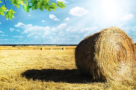 brown hay thumbnail