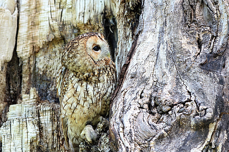 brown owl on tree trunk during daytime thumbnail
