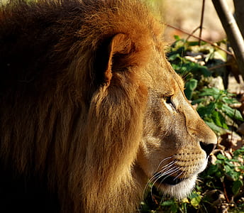 lion beside green leafed plant thumbnail
