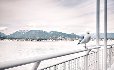 white and gray bird on white metal rail during daytime thumbnail