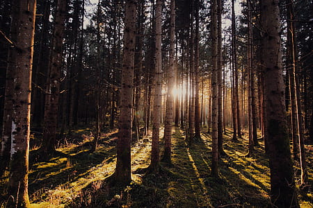 light, dawn, landscape, nature thumbnail