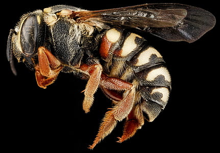 black bumblebee thumbnail