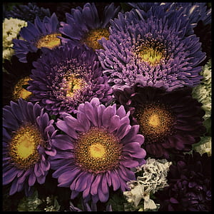 purple flowers thumbnail