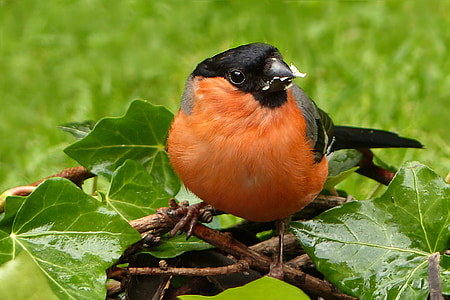focus photo of Eurasian bullfinch bird perched on branch of tree thumbnail