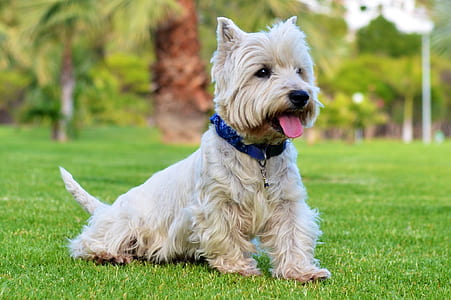 short-coated tan dog thumbnail