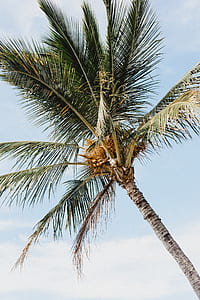 close up photo of coconut palm tree thumbnail