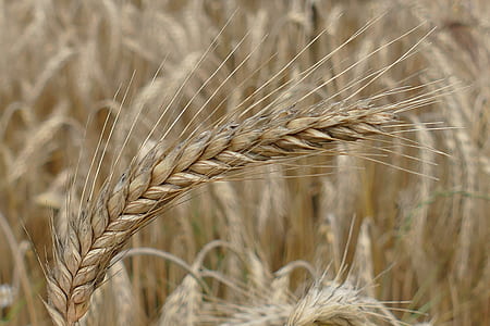 wheat grass thumbnail