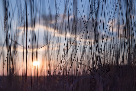 grass covering sunset thumbnail