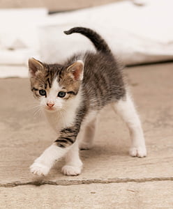 closeup photo of brown tabby kitten thumbnail