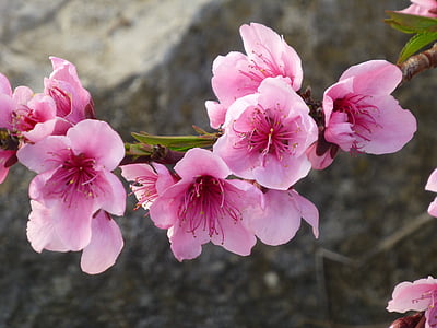 macro shot photography of cherry blossom flowers thumbnail
