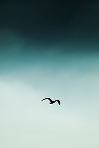silhouette bird flying at the sky thumbnail