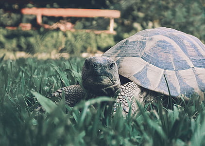 selective focus photography of brown turtle on grass thumbnail
