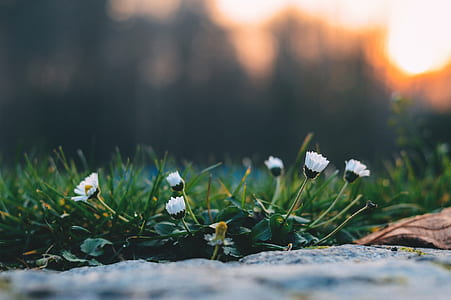 selective focus photography of white petaled flowers thumbnail