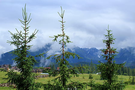 green trees and mountain under cloudy sky thumbnail