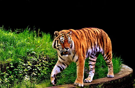 photography of tiger thumbnail
