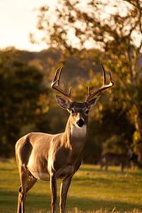deer standing near trees thumbnail