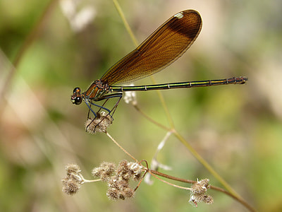 Dragonfly, Black Dragonfly thumbnail