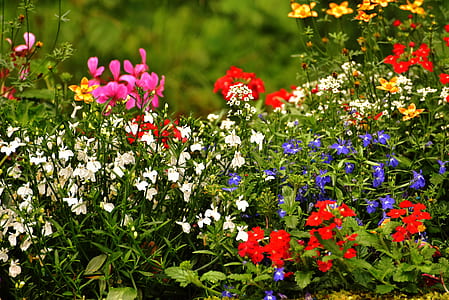 nature, flowers, purple, garden thumbnail