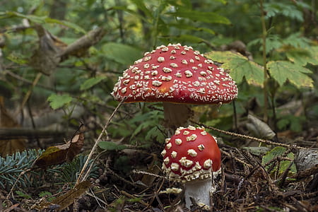 red mushroom near green leafed plant at daytime thumbnail