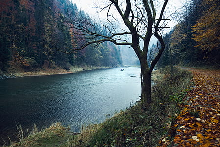 body of water beside withered tree thumbnail