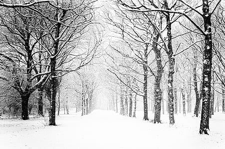 snow covered trees and road thumbnail