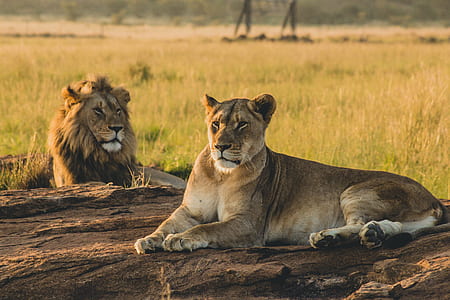 lion and lioness lying on brown wood near green and brown grasses during daytime thumbnail