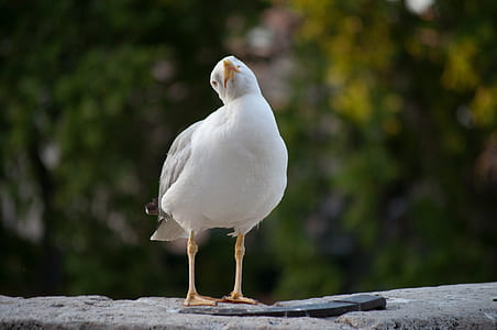 white bird standing on gray rock at daytime thumbnail