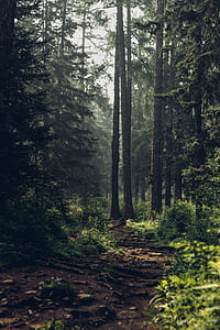 brown pathway in the woods at daytime thumbnail
