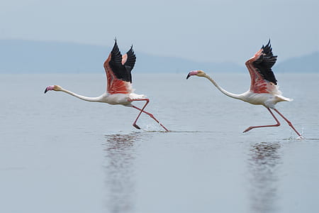 two white-and-pink flamingos on body of water thumbnail