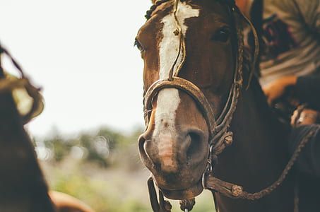 man riding brown horse thumbnail