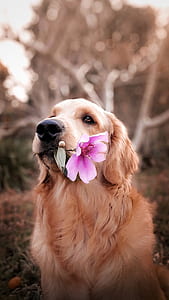 selective focus photography of golden retriever biting purple 5-petaled flower thumbnail