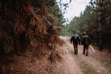 two person walking on walkway in between trees thumbnail