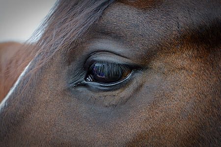 view of horse eye thumbnail
