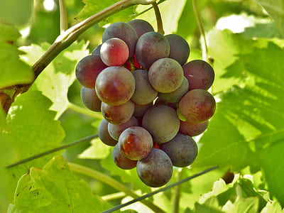 bunch of grapes thumbnail