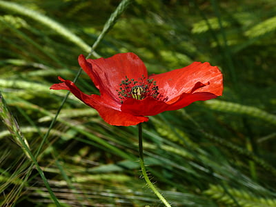 red dlowers thumbnail
