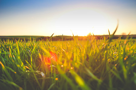 Sunset in Grass thumbnail