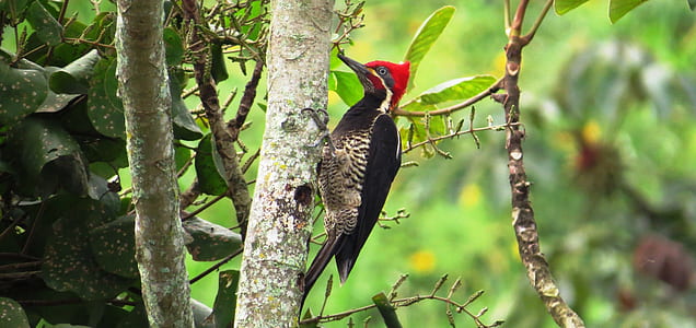 red and black woodpecker on tree stem thumbnail