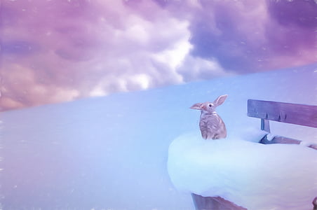 photo of gray rabbit on snowfield thumbnail