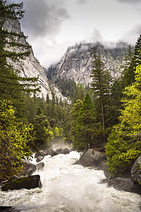 pine trees near body of water thumbnail
