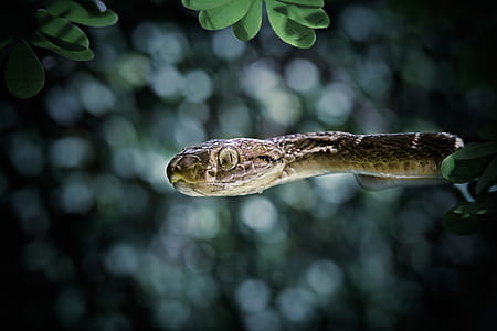 brown snake bokeh photography thumbnail