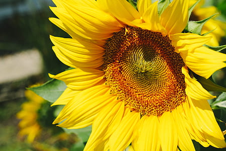 nature, yellow, petals, blur thumbnail