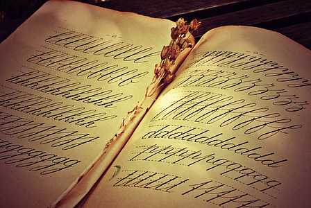 withered flower in between opened book thumbnail