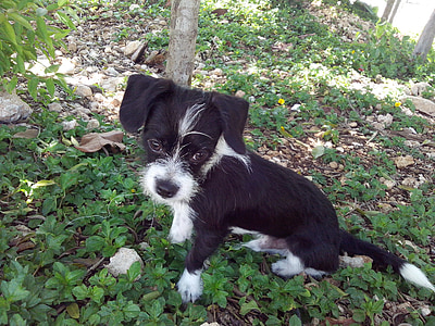 short-coated black and white puppy thumbnail