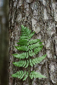 green leafed on tree trunk thumbnail
